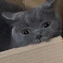 nom