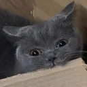 nom