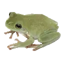 99d_frog