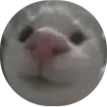 smugcat