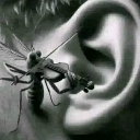 A mosquito leans into a human ear as if whispering a secret.