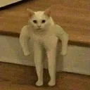 AE_catangrystare