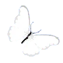 22177whitebutterfly