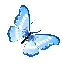 91500bluebutterfly