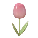 0Tulip