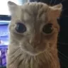 stare