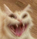 :0cat_angry: