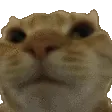 catno