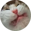 cat_grin