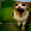 evilahh evilahh