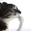 thinking_cat