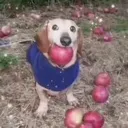 m_applegreed