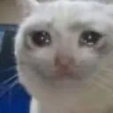 sniffle