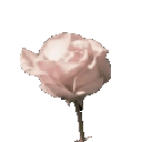 Four pale pink roses in varying stages of bloom arranged in a horizontal row.