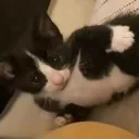 wyd