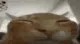 catbuhflip