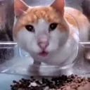 wtf