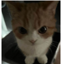 madCat Discord emoji