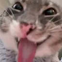 freakyCat freakyCat