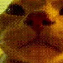 vibecat