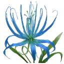 bluespiderlily