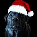 SantaHatBestDoggo2