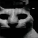 catdespair