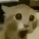 CatO CatO
