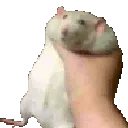 RatShake
