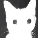 catFlash