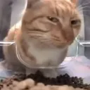 sus