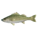 fih