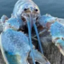 BlueLobsterEmerged