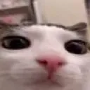 plink