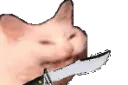 cattostabbing