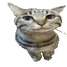 meow