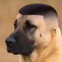 doggo