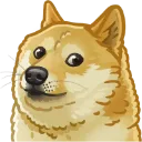 dogefluffy dogefluffy