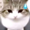 cat_oops Discord emoji