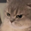 nyangry Discord emoji
