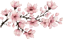 pink_flowers