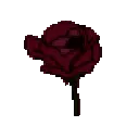 dark_rose