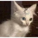 confused_cat