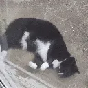 SC_catrolling