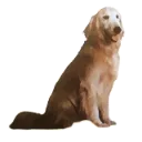 JPEGdog