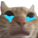 orangecry