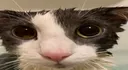 KittyCat