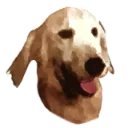 JPEGdogface
