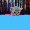 sad_cat