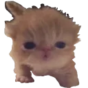 :nap: